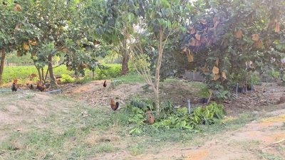 บ้านสวนเกษตรผสมผสานไม้กิน พร้อมบ้าน 2 หลัง