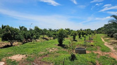 บ้านสวนเกษตรผสมผสานไม้กิน พร้อมบ้าน 2 หลัง