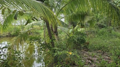 ที่ดินเกษตรปลูกต้นไม้ผสม เช่น ไผ่, มะม่วง, ต้นสัก มีสระน้ำสำหรับเกษตร ไฟฟ้าเข้าถึง ที่ดินเกษตรปลูกต้นไม้ผสม เช่น ไผ่, มะม่วง, ต้นสัก มีสระน้ำสำหรับเกษตร ไฟฟ้าเข้าถึง
