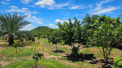 บ้านสวนเกษตรผสมผสานไม้กิน พร้อมบ้าน 2 หลัง