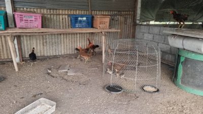 บ้านพร้อมที่ดิน 1 ไร่ พร้อมโรงเรือน อ.โพธาราม จ.ราชบุรี