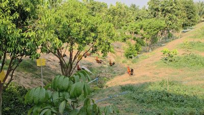 บ้านสวนเกษตรผสมผสานไม้กิน พร้อมบ้าน 2 หลัง