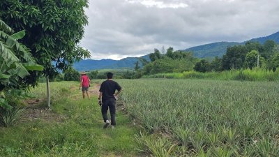 ที่ดินโฉนด เนื้อที่ 4 ไร่ 3 งาน บ้านคา ติดคลองท่าเคย วิวเขา