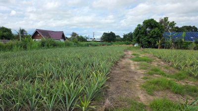 ที่ดินโฉนด เนื้อที่ 4 ไร่ 3 งาน บ้านคา ติดคลองท่าเคย วิวเขา