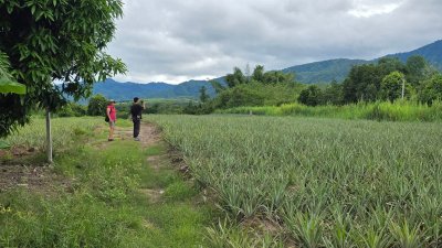 ที่ดินโฉนด เนื้อที่ 4 ไร่ 3 งาน บ้านคา ติดคลองท่าเคย วิวเขา