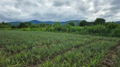 ที่ดินโฉนด เนื้อที่ 4 ไร่ 3 งาน บ้านคา ติดคลองท่าเคย วิวเขา