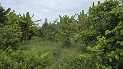 บ้านและสวนผสม พร้อมเจาะบาดาลสำหรับการเกษตร