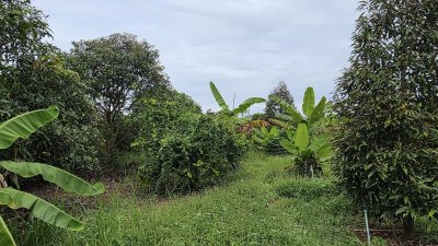 บ้านและสวนผสม พร้อมเจาะบาดาลสำหรับการเกษตร