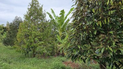 บ้านและสวนผสม พร้อมเจาะบาดาลสำหรับการเกษตร