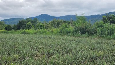 ที่ดินโฉนด เนื้อที่ 4 ไร่ 3 งาน บ้านคา ติดคลองท่าเคย วิวเขา