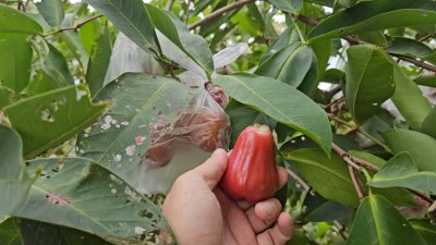 บ้านสวนเกษตรบนพื้นที่ 8 ไร่ 1 งาน อ.จอมบึง จ.ราชบุรี