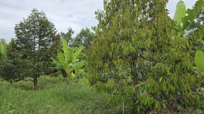 บ้านและสวนผสม พร้อมเจาะบาดาลสำหรับการเกษตร