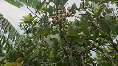 บ้านสวนเกษตรบนพื้นที่ 8 ไร่ 1 งาน อ.จอมบึง จ.ราชบุรี