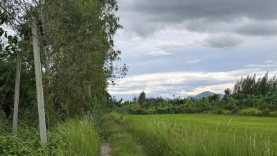 ที่ดินเกษตรปลูกต้นไม้ผสม เช่น ไผ่, มะม่วง, ต้นสัก มีสระน้ำสำหรับเกษตร ไฟฟ้าเข้าถึง ที่ดินเกษตรปลูกต้นไม้ผสม เช่น ไผ่, มะม่วง, ต้นสัก มีสระน้ำสำหรับเกษตร ไฟฟ้าเข้าถึง