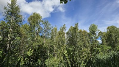 ที่ดินโฉนดสวนผึ้ง ติดถนนลาดยาง มีไฟฟ้า น้ำประปา ที่ดินโฉนดสวนผึ้ง ติดถนนลาดยาง มีไฟฟ้า น้ำประปา