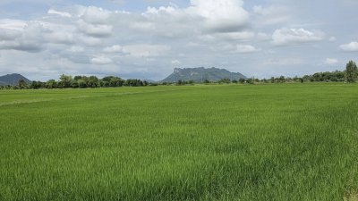 ที่ดินติดถนนเรียบคลองชลประทาน 8 ไร่ 3 งาน 61 ตร.วา