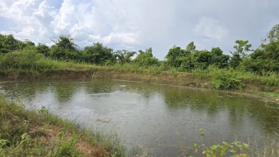 ที่ดินริมคลองชลประทาน 7 ไร่ครึ่ง ขายไร่ละ 250,000 บาท ขายถูกไม่เอามาก