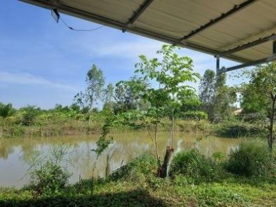 บ้านริมคลองชลประทาน 2 ไร่กว่า ต.อ่างหิน อ.ปากท่อ จ.ราชบุรี บ้านริมคลองชลประทาน 2 ไร่กว่า ต.อ่างหิน อ.ปากท่อ จ.ราชบุรี