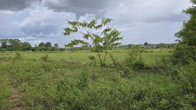 ที่ดินริมคลองชลประทาน 7 ไร่ครึ่ง ขายไร่ละ 250,000 บาท ขายถูกไม่เอามาก ที่ดินริมคลองชลประทาน 7 ไร่ครึ่ง ขายไร่ละ 250,000 บาท ขายถูกไม่เอามาก