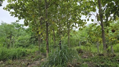 ที่ดินเกษตรปลูกต้นไม้ผสม เช่น ไผ่, มะม่วง, ต้นสัก มีสระน้ำสำหรับเกษตร ไฟฟ้าเข้าถึง ที่ดินเกษตรปลูกต้นไม้ผสม เช่น ไผ่, มะม่วง, ต้นสัก มีสระน้ำสำหรับเกษตร ไฟฟ้าเข้าถึง