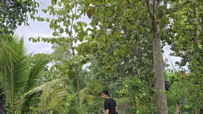 ที่ดินเกษตรปลูกต้นไม้ผสม เช่น ไผ่, มะม่วง, ต้นสัก มีสระน้ำสำหรับเกษตร ไฟฟ้าเข้าถึง ที่ดินเกษตรปลูกต้นไม้ผสม เช่น ไผ่, มะม่วง, ต้นสัก มีสระน้ำสำหรับเกษตร ไฟฟ้าเข้าถึง