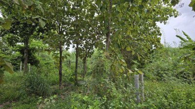 ที่ดินเกษตรปลูกต้นไม้ผสม เช่น ไผ่, มะม่วง, ต้นสัก มีสระน้ำสำหรับเกษตร ไฟฟ้าเข้าถึง