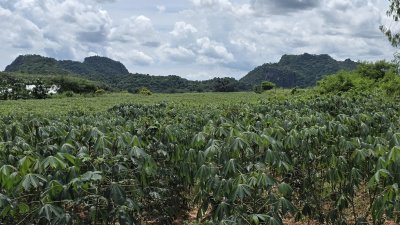 ที่ดินติดถนนทางหลวง 4036 ทำเลดี เหมาะการค้าขาย ทำธุรกิจ