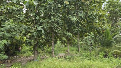 ที่ดินเกษตรปลูกต้นไม้ผสม เช่น ไผ่, มะม่วง, ต้นสัก มีสระน้ำสำหรับเกษตร ไฟฟ้าเข้าถึง ที่ดินเกษตรปลูกต้นไม้ผสม เช่น ไผ่, มะม่วง, ต้นสัก มีสระน้ำสำหรับเกษตร ไฟฟ้าเข้าถึง