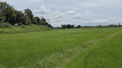 ที่ดินติดถนนเรียบคลองชลประทาน 8 ไร่ 3 งาน 61 ตร.วา ที่ดินติดถนนเรียบคลองชลประทาน 8 ไร่ 3 งาน 61 ตร.วา