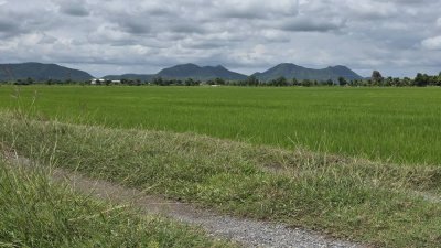 ที่ดินติดถนนเรียบคลองชลประทาน 8 ไร่ 3 งาน 61 ตร.วา ที่ดินติดถนนเรียบคลองชลประทาน 8 ไร่ 3 งาน 61 ตร.วา