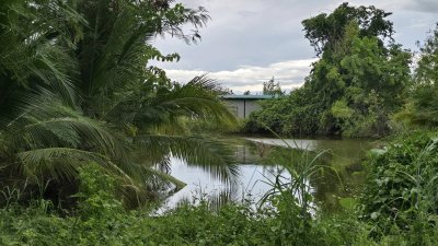 ที่ดินเกษตรปลูกต้นไม้ผสม เช่น ไผ่, มะม่วง, ต้นสัก มีสระน้ำสำหรับเกษตร ไฟฟ้าเข้าถึง