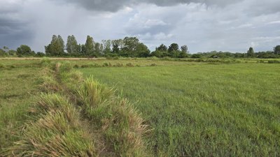 ที่ดินริมคลองชลประทาน 7 ไร่ครึ่ง ขายไร่ละ 250,000 บาท ขายถูกไม่เอามาก