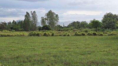 ที่ดินริมคลองชลประทาน 7 ไร่ครึ่ง ขายไร่ละ 250,000 บาท ขายถูกไม่เอามาก ที่ดินริมคลองชลประทาน 7 ไร่ครึ่ง ขายไร่ละ 250,000 บาท ขายถูกไม่เอามาก