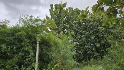 ที่ดินเกษตรปลูกต้นไม้ผสม เช่น ไผ่, มะม่วง, ต้นสัก มีสระน้ำสำหรับเกษตร ไฟฟ้าเข้าถึง