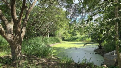 ที่ดินพร้อมบ้าน 3 หลัง ติดถนนหลักสวนผึ้ง ที่ดินโฉนด พื้นที่สวนป่า สงบ ร่มรื่น ที่ดินพร้อมบ้าน 3 หลัง ติดถนนหลักสวนผึ้ง ที่ดินโฉนด พื้นที่สวนป่า สงบ ร่มรื่น