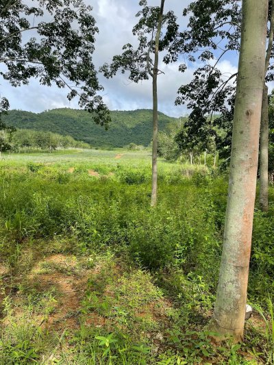 81 ไร่ 75 ตร.วา เอกสาร โฉนดครุฑแดง ขายไร่ละ 190,000 บ.