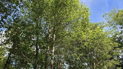 ที่ดินพร้อมบ้าน 3 หลัง ติดถนนหลักสวนผึ้ง ที่ดินโฉนด พื้นที่สวนป่า สงบ ร่มรื่น