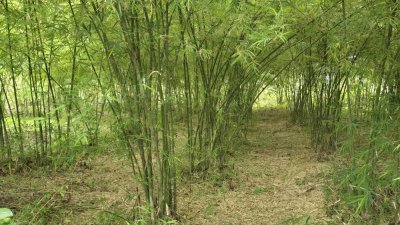 ที่ดินเกษตรปลูกต้นไม้ผสม เช่น ไผ่, มะม่วง, ต้นสัก มีสระน้ำสำหรับเกษตร ไฟฟ้าเข้าถึง