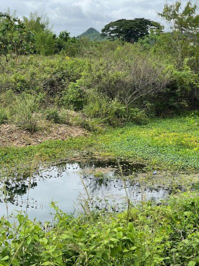 ขายสวนมะพร้าวนํ้าหอม ปลูกทุเรียนแซมไว้ เอกสารโฉนดครุฑแดง ขายสวนมะพร้าวนํ้าหอม ปลูกทุเรียนแซมไว้ เอกสารโฉนดครุฑแดง