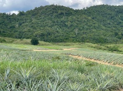 81 ไร่ 75 ตร.วา เอกสาร โฉนดครุฑแดง ขายไร่ละ 190,000 บ. 81 ไร่ 75 ตร.วา เอกสาร โฉนดครุฑแดง ขายไร่ละ 190,000 บ.