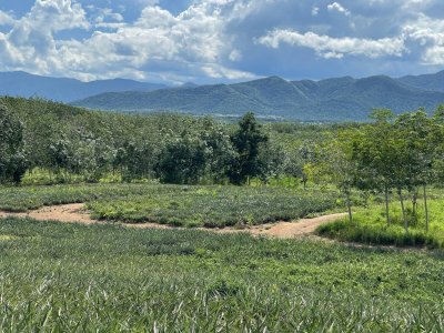 81 ไร่ 75 ตร.วา เอกสาร โฉนดครุฑแดง ขายไร่ละ 190,000 บ. 81 ไร่ 75 ตร.วา เอกสาร โฉนดครุฑแดง ขายไร่ละ 190,000 บ.