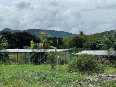 ขายสวนมะพร้าวนํ้าหอม ปลูกทุเรียนแซมไว้ เอกสารโฉนดครุฑแดง