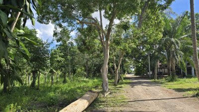 ที่ดินพร้อมบ้าน 3 หลัง ติดถนนหลักสวนผึ้ง ที่ดินโฉนด พื้นที่สวนป่า สงบ ร่มรื่น ที่ดินพร้อมบ้าน 3 หลัง ติดถนนหลักสวนผึ้ง ที่ดินโฉนด พื้นที่สวนป่า สงบ ร่มรื่น