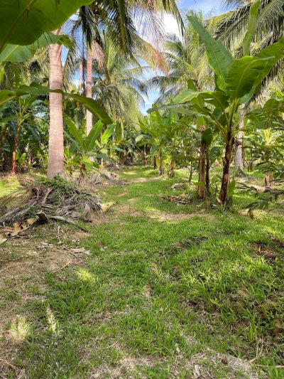 ขายบ้านสวนพร้อมที่ดิน 5 ไร่ 3 งาน 08 ตร.วา ขายบ้านสวนพร้อมที่ดิน 5 ไร่ 3 งาน 08 ตร.วา