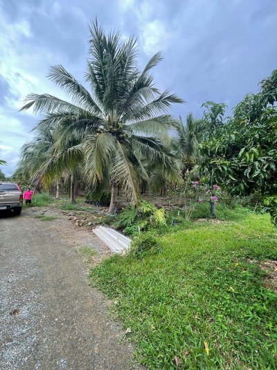 ขายสวนมะพร้าวนํ้าหอม ปลูกทุเรียนแซมไว้ เอกสารโฉนดครุฑแดง ขายสวนมะพร้าวนํ้าหอม ปลูกทุเรียนแซมไว้ เอกสารโฉนดครุฑแดง