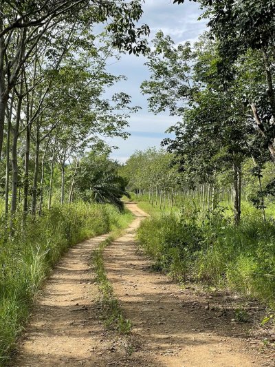 81 ไร่ 75 ตร.วา เอกสาร โฉนดครุฑแดง ขายไร่ละ 190,000 บ.