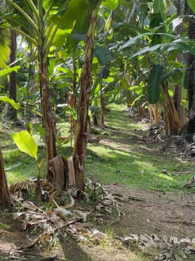 ขายบ้านสวนพร้อมที่ดิน 5 ไร่ 3 งาน 08 ตร.วา ขายบ้านสวนพร้อมที่ดิน 5 ไร่ 3 งาน 08 ตร.วา