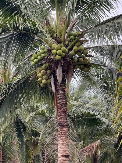 ขายสวนมะพร้าวนํ้าหอม ปลูกทุเรียนแซมไว้ เอกสารโฉนดครุฑแดง