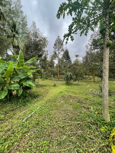 ขายบ้านสวน ปลูกทุเรียนเก็บผลได้แล้ว 6 ไร่ 80 ตร.วา ขายบ้านสวน ปลูกทุเรียนเก็บผลได้แล้ว 6 ไร่ 80 ตร.วา