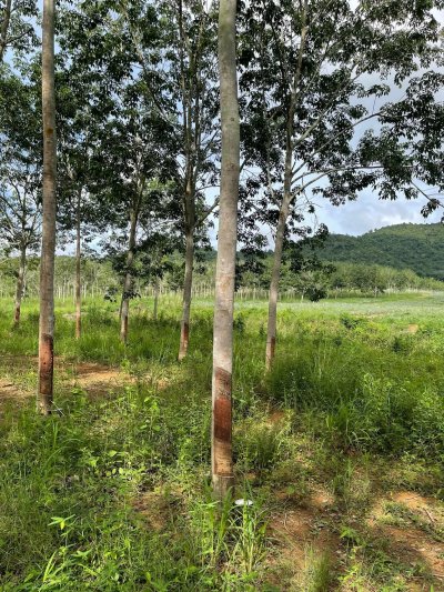 81 ไร่ 75 ตร.วา เอกสาร โฉนดครุฑแดง ขายไร่ละ 190,000 บ. 81 ไร่ 75 ตร.วา เอกสาร โฉนดครุฑแดง ขายไร่ละ 190,000 บ.